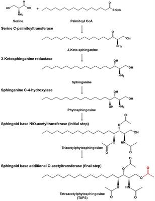 Differences in the Fatty Acid Profile, Morphology, and Tetraacetylphytosphingosine-Forming Capability Between Wild-Type and Mutant Wickerhamomyces ciferrii